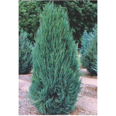 Можжевельник скал. Skyrocket 150-175