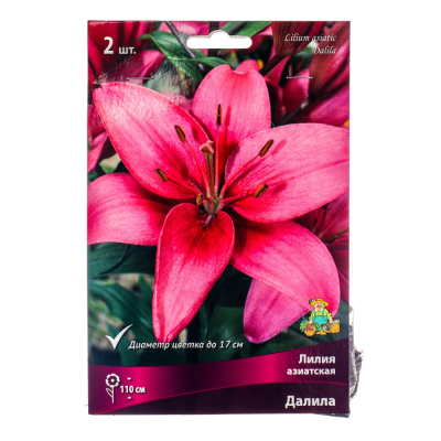 Лилия азиатская Далила 14-16/К 2шт