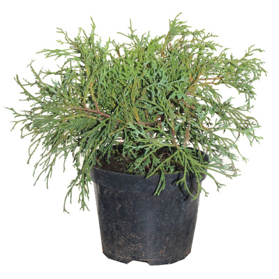 Кипарисовик гор. Sungold c5/7,5 40-60