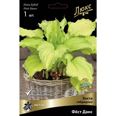Хоста гибридная Фёст Данс*/К
