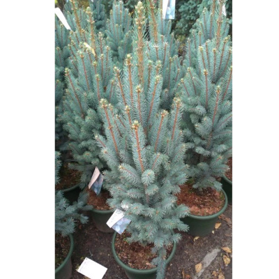 Ель кол. Iseli Fastigiata с12 70-80