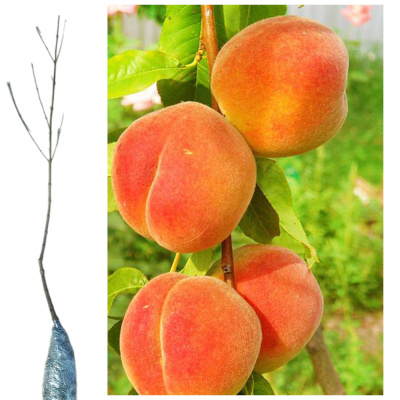 Персик Золотая Москва зкс