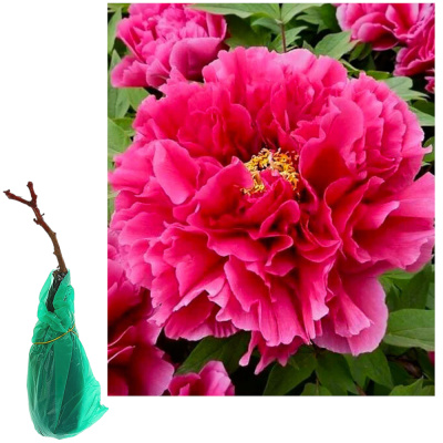 Пион древовидный Король Цветов