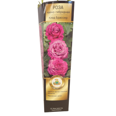 Роза чайно-гибридная Клод Брассер/ЦКор