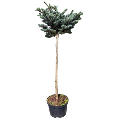 Ель колючая Глаука Глобоза (П)