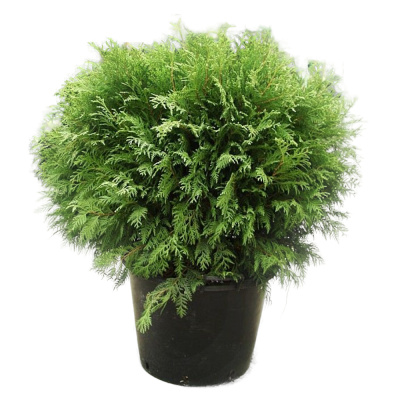 Туя Вудварди С5/15-20