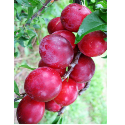 Алыча Кубанская Комета(П)