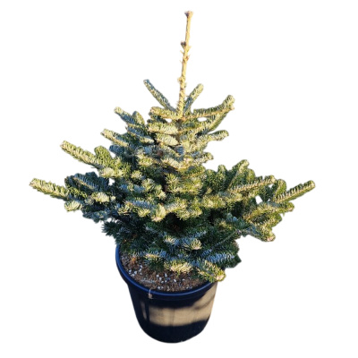 Пихта корейская Тордис C20