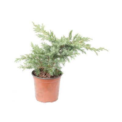 Можжевельник Блю Стар 13/15