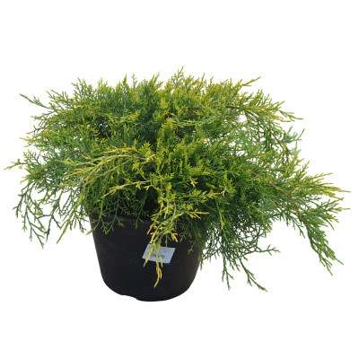 Можжевельник пф.Ауреа С7/30-50