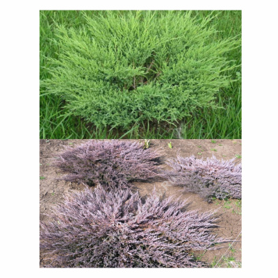 Можжевельник гор. Andorra Compact с2 15-25