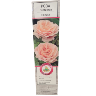 Роза плетистая Полька/ЦКор