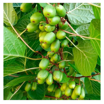 Актинидия коломикта Сентябрьская (С2)