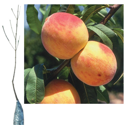 Персик Золотой Юбилей (П)