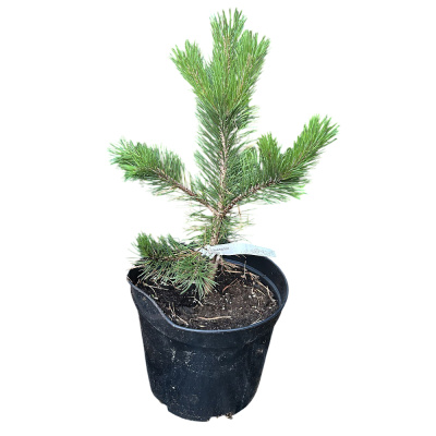 Сосна горная Гном C8