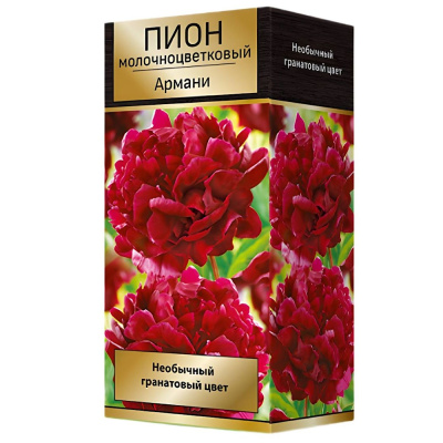 Пион молочноцветковый Армани* (П)