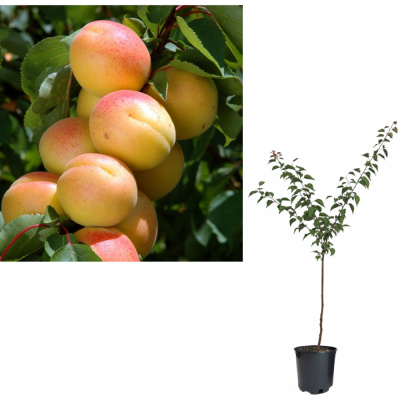 Персик Белый лебедь (C10)