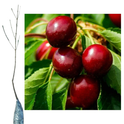 Черешня Ревна зкс/