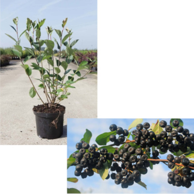 Арония черноплодная (С2)