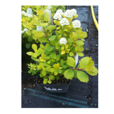 Спирея берез. Tor Gold с3/5 30-50