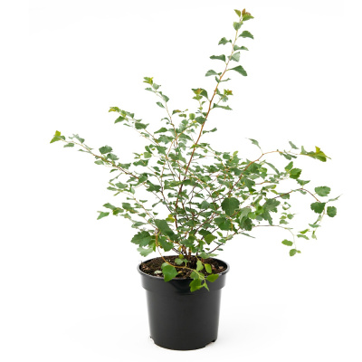 Спирея вангутта С3/30-50