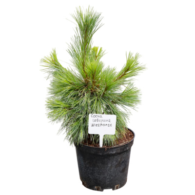 Сосна Шверина Витхорст C11