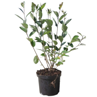 Рябина черноплодная (Арония) с10