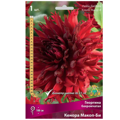 Георгина бахромчатая Кенора Макоп-Би I/К