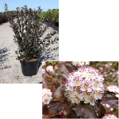 Пузыреплодник калинолистный Андрэ (С3)