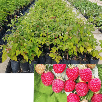 Малина Пересвет