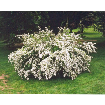 Спирея ниппонская Сноумаунд С3