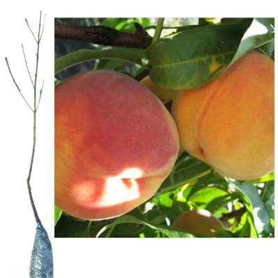 Персик Ред Хевен