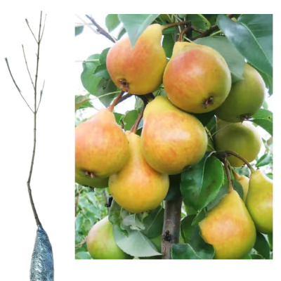 Груша Лада/