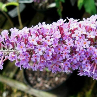 Будлея давида ИльДеФранс С3/30-50