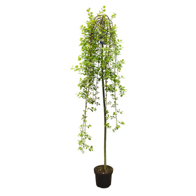 Ива козья Килмарнок (С5/С10 штамб 160-180) (П)