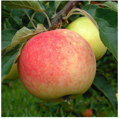 Яблоня Мечта/подвой 54-118 полукарл/С