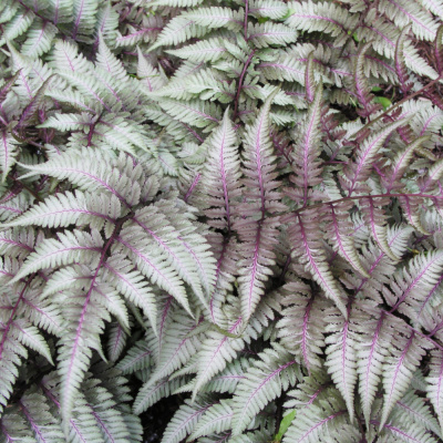 Кочедыжник ниппонский Ред Бьюти (П)