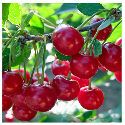 Вишня Подарок учителям.