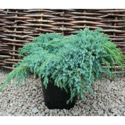 Можжевельник Блю Карпет 17/25