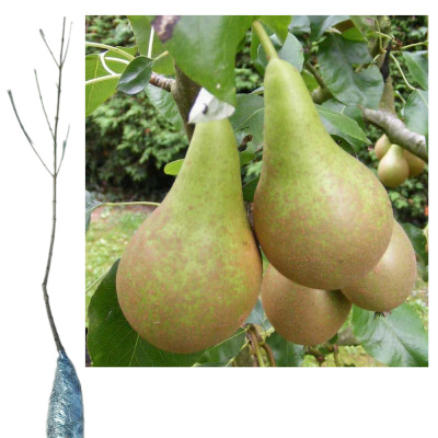 Груша Конференция