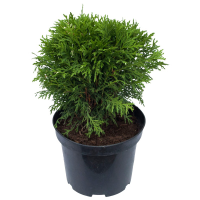 Туя Даника 17/25