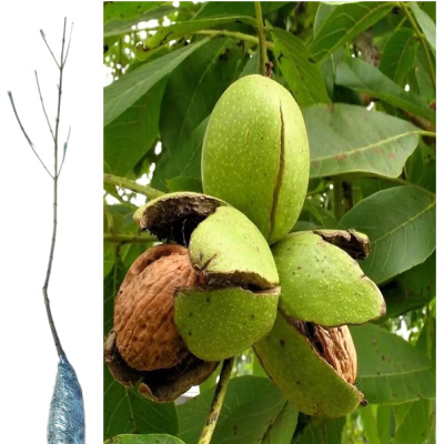 Орех Грецкий Идеал/ (П)