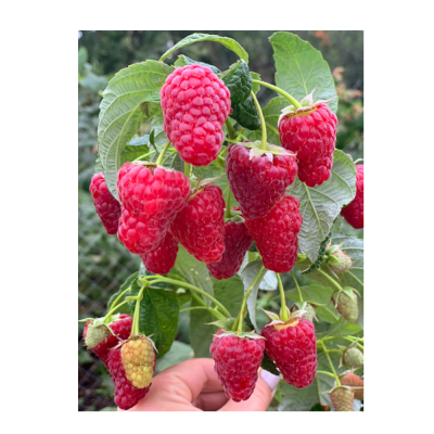 Малина ремонтантные сорта Похвалинка/ЦКорЛюкс