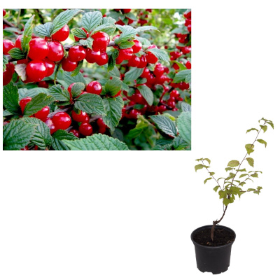 Вишня войлочная  (С5/С7,5 Н60-80)