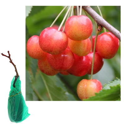 Черешня Орловская розовая 2-х лет/клоновый подвой/С