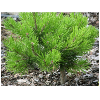 Сосна гор. Kobold Ра40-60