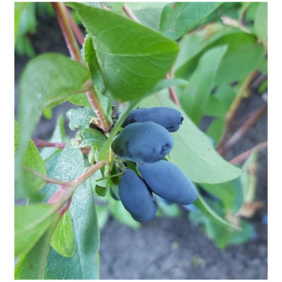 Жимолость съедобная Омега (С10)