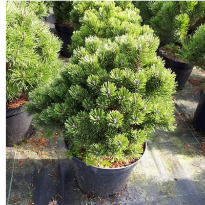 Сосна гор. Mops с15 Ра90-100