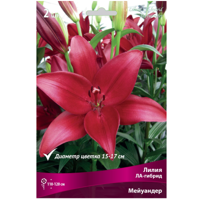 Лилия ЛА-гибрид Мейуандер 14-16/К 2шт