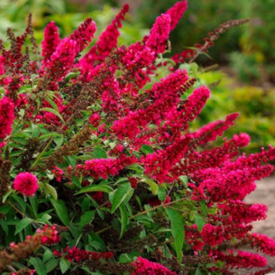 Будлея давида РойалРед С3/30-50